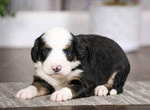 tri-colored female mini bernedoodle near Chicago Illinois