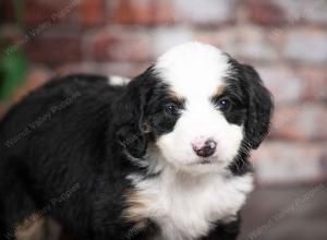 tri-colored female mini bernedoodle near Chicago Illinois