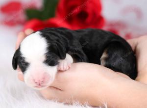 tri-colored female mini bernedoodle near Chicago Illinois