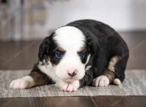 tri-colored female mini bernedoodle near Chicago Illinois