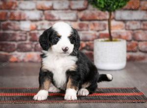 tri-colored female mini bernedoodle near Chicago Illinois