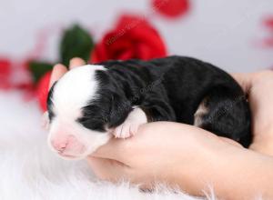 tri-colored female mini bernedoodle near Chicago Illinois