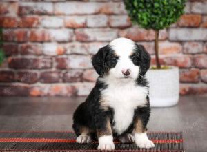 tri-colored female mini bernedoodle near Chicago Illinois