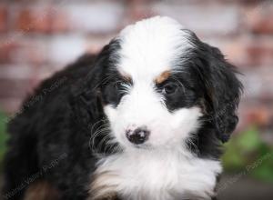 tri-colored female mini bernedoodle near Chicago Illinois