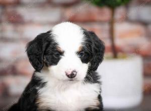 tri-colored female mini bernedoodle near Chicago Illinois