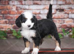tri-colored female mini bernedoodle near Chicago Illinois