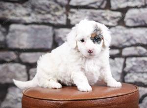 F1B Tiny Bernedoodle in Illinois