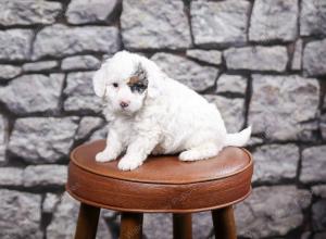 F1B Tiny Bernedoodle in Illinois