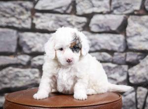 F1B Tiny Bernedoodle in Illinois