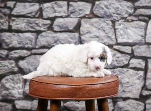 F1B Tiny Bernedoodle in Illinois