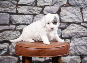 F1B Tiny Bernedoodle in Illinois