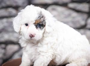 F1B Tiny Bernedoodle in Illinois