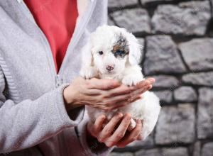 F1B Tiny Bernedoodle in Illinois