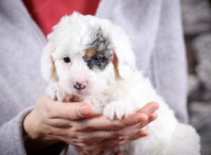 F1B Tiny Bernedoodle in Illinois