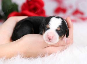 tri-colored female mini bernedoodle near Chicago Illinois