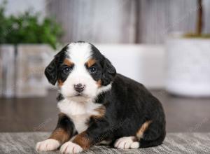 tri-colored female mini bernedoodle near Chicago Illinois