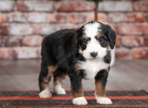 tri-colored female mini bernedoodle near Chicago Illinois