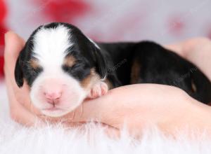 tri-colored female mini bernedoodle near Chicago Illinois