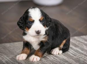 tri-colored female mini bernedoodle near Chicago Illinois