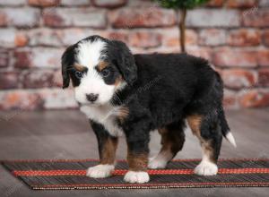 tri-colored female mini bernedoodle near Chicago Illinois