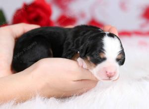 tri-colored female mini bernedoodle near Chicago Illinois