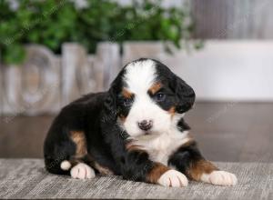 tri-colored female mini bernedoodle near Chicago Illinois