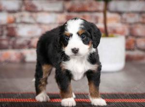 tri-colored female mini bernedoodle near Chicago Illinois