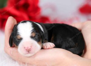 tri-colored female mini bernedoodle near Chicago Illinois