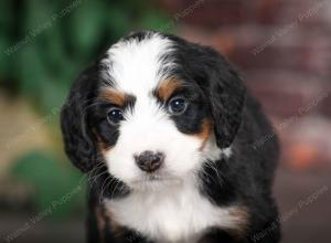 tri-colored female mini bernedoodle near Chicago Illinois