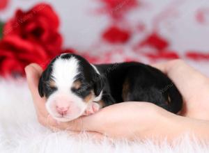 tri-colored female mini bernedoodle near Chicago Illinois