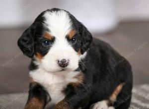 tri-colored female mini bernedoodle near Chicago Illinois