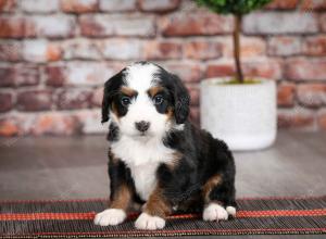 tri-colored female mini bernedoodle near Chicago Illinois