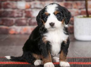 tri-colored female mini bernedoodle near Chicago Illinois