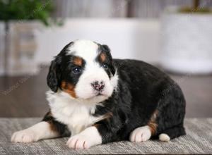 tri-colored male mini bernedoodle near Chicago Illinois