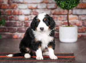 tri-colored male mini bernedoodle near Chicago Illinois