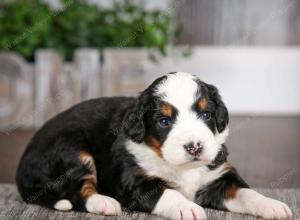 tri-colored male mini bernedoodle near Chicago Illinois