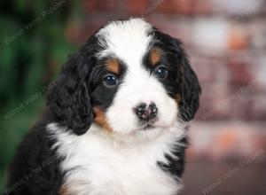 tri-colored male mini bernedoodle near Chicago Illinois