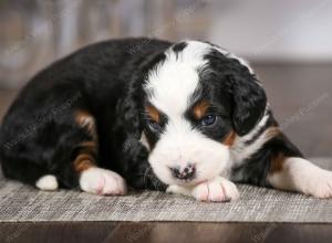 tri-colored male mini bernedoodle near Chicago Illinois