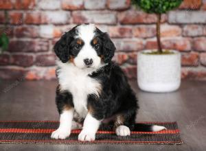 tri-colored male mini bernedoodle near Chicago Illinois