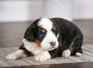 tri-colored male mini bernedoodle near Chicago Illinois