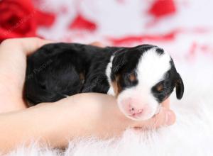 tri-colored male mini bernedoodle near Chicago Illinois