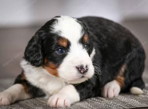 tri-colored male mini bernedoodle near Chicago Illinois