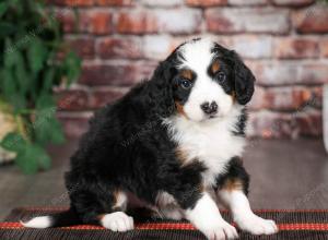 tri-colored male mini bernedoodle near Chicago Illinois