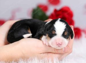 tri-colored female mini bernedoodle near Chicago Illinois