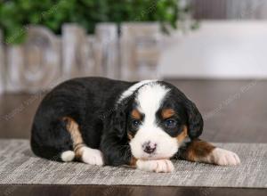 tri-colored female mini bernedoodle near Chicago Illinois