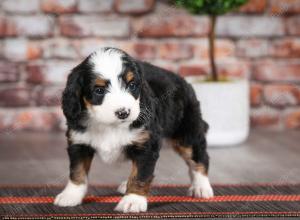 tri-colored female mini bernedoodle near Chicago Illinois