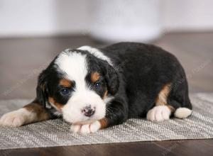 tri-colored female mini bernedoodle near Chicago Illinois