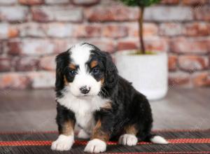 tri-colored female mini bernedoodle near Chicago Illinois