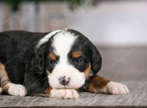 tri-colored female mini bernedoodle near Chicago Illinois