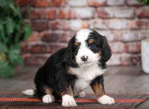 tri-colored female mini bernedoodle near Chicago Illinois